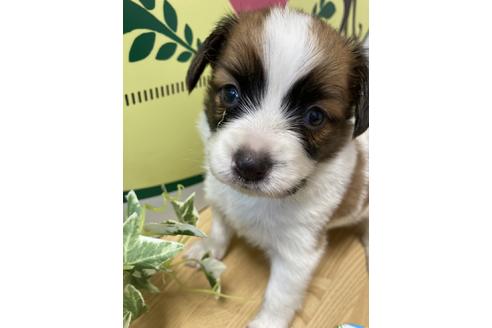 成約済の栃木県のパピヨン-137239の1枚目
