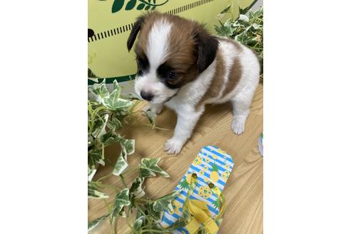 成約済の栃木県のパピヨン-137239の7枚目