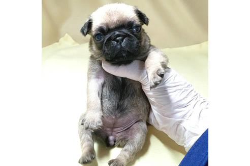 成約済の茨城県のパグ-136757の5枚目