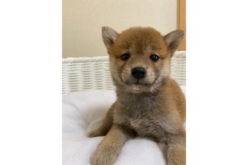 成約済の兵庫県の豆柴-137831の4枚目
