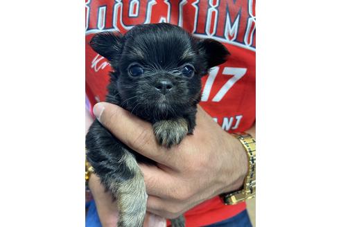 成約済の静岡県のチワワ(ロングコート)-136265の1枚目