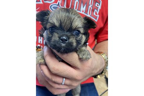 成約済の静岡県のチワワ(ロングコート)-136266の1枚目