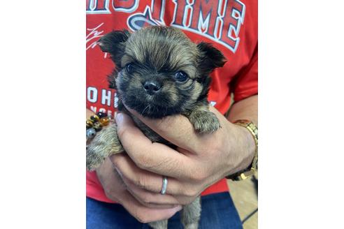 成約済の静岡県のチワワ(ロングコート)-136266の4枚目