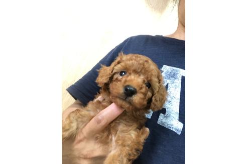 成約済の静岡県のトイプードル-135804の2枚目