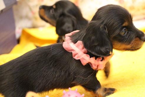 成約済の愛知県のカニンヘンダックスフンド(ロングヘアード)-133644の12枚目