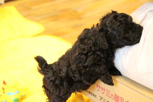 成約済の愛知県のトイプードル-133751の11枚目