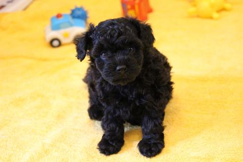 成約済の愛知県のトイプードル-133751の10枚目