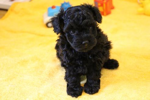 成約済の愛知県のトイプードル-133751の9枚目