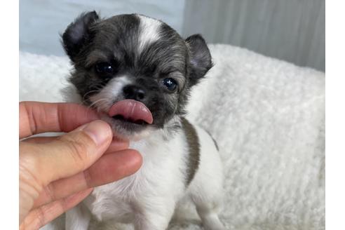 成約済の京都府のチワワ(ロングコート)-137906の2枚目