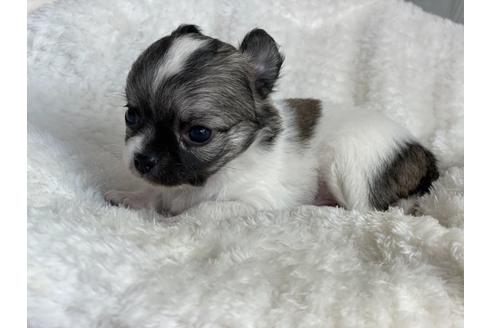 成約済の京都府のチワワ(ロングコート)-137906の3枚目