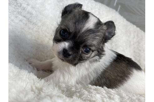 成約済の京都府のチワワ(ロングコート)-137906