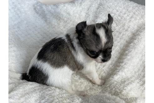 成約済の京都府のチワワ(ロングコート)-137906の4枚目