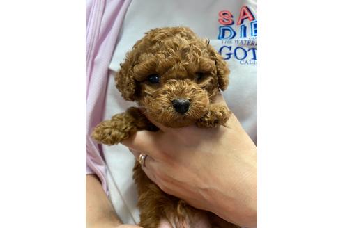 成約済の静岡県のトイプードル-136262の4枚目