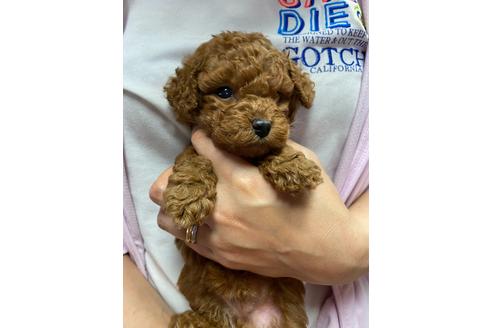 成約済の静岡県のトイプードル-136262の3枚目