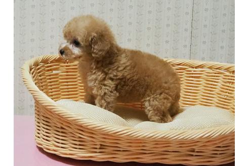 成約済の岡山県のトイプードル-137944の4枚目