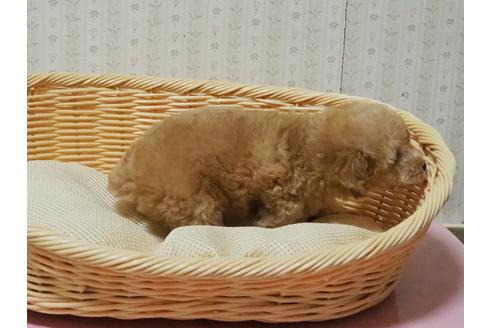 成約済の岡山県のトイプードル-137944の3枚目