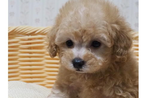 成約済の岡山県のトイプードル-137944の2枚目