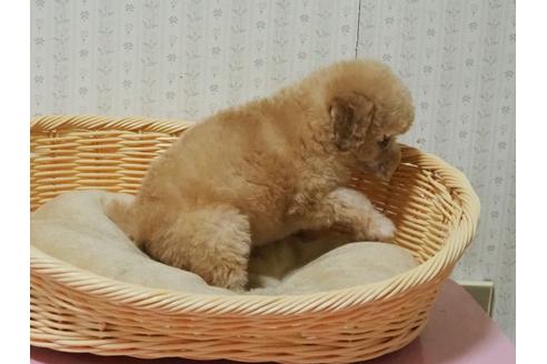 成約済の岡山県のトイプードル-137946の4枚目