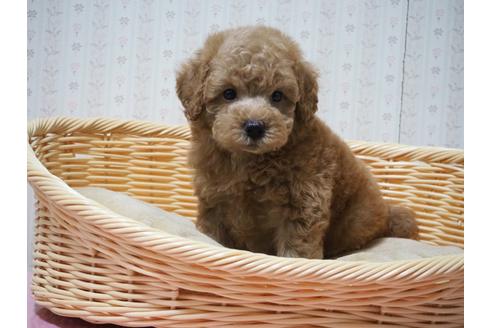 成約済の岡山県のトイプードル-137947の1枚目