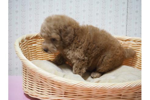 成約済の岡山県のトイプードル-137947の4枚目