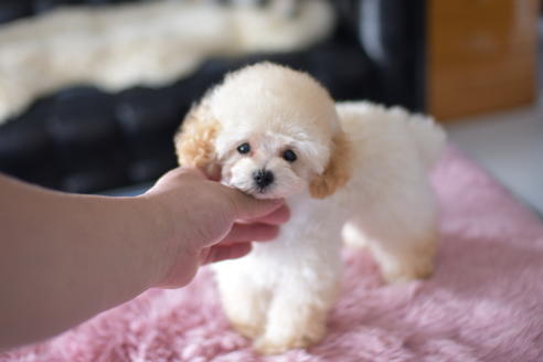 成約済の茨城県のタイニープードル-137642の1枚目