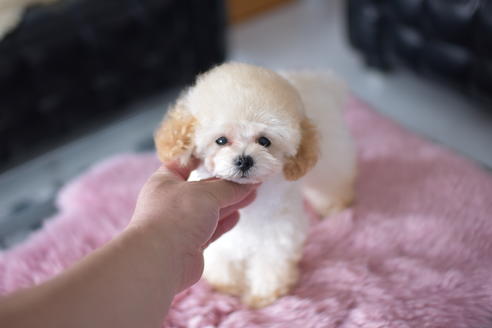 成約済の茨城県のタイニープードル-137642の5枚目