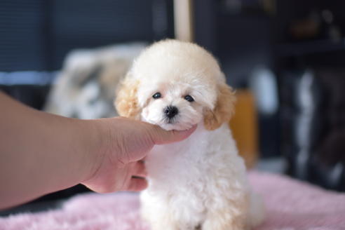 成約済の茨城県のタイニープードル-137642の4枚目