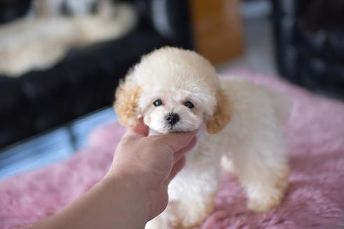 成約済の茨城県のタイニープードル-137642の3枚目