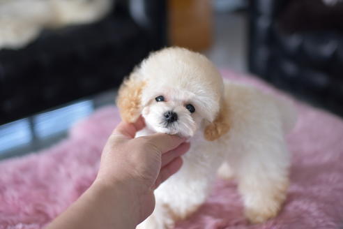 成約済の茨城県のタイニープードル-137642の2枚目