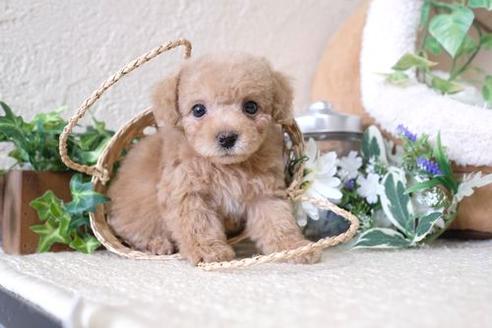 成約済の滋賀県のトイプードル-136360の1枚目