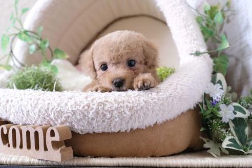 成約済の滋賀県のトイプードル-136360の5枚目