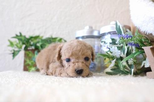 成約済の滋賀県のトイプードル-136360の3枚目