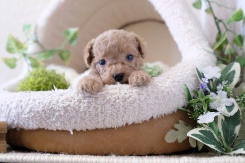 成約済の滋賀県のトイプードル-136360の2枚目