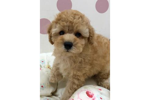 成約済の広島県のトイプードル-138011の1枚目