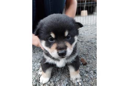 成約済の山梨県の柴犬-137629