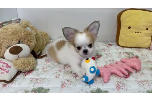 成約済の栃木県のミックス犬-138096の2枚目