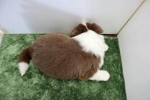成約済の群馬県のボーダーコリー-135783の7枚目