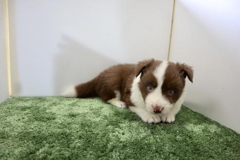 成約済の群馬県のボーダーコリー-135783の3枚目