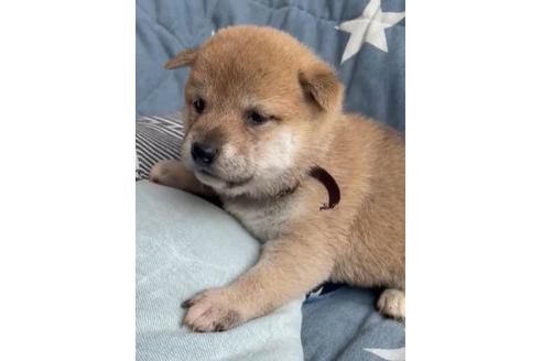 成約済の石川県の豆柴-138152の1枚目