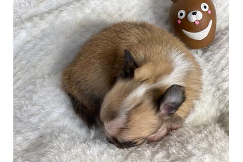 成約済の京都府のチワワ(ロングコート)-138163の2枚目