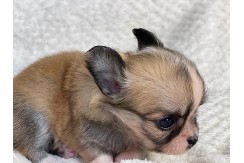 成約済の京都府のチワワ(ロングコート)-138163の3枚目