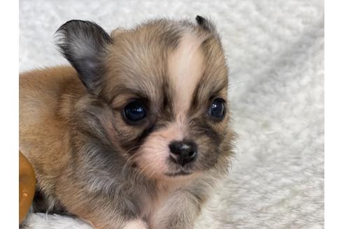 成約済の京都府のチワワ(ロングコート)-138163