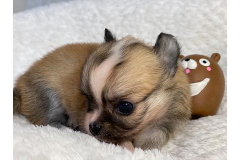 成約済の京都府のチワワ(ロングコート)-138163の5枚目