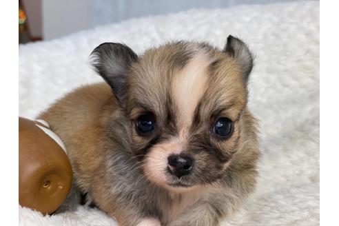 成約済の京都府のチワワ(ロングコート)-138163の7枚目