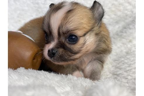 成約済の京都府のチワワ(ロングコート)-138163の8枚目