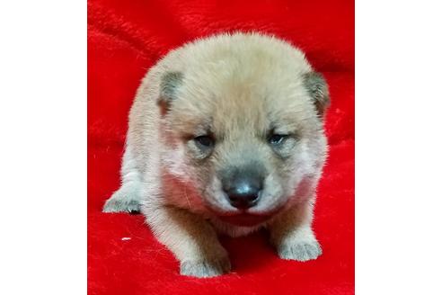 成約済の北海道のミックス犬-138176