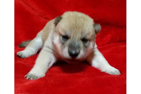 成約済の北海道のミックス犬-138178