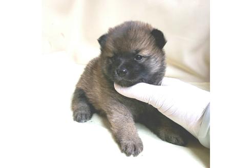 成約済の茨城県のミックス犬-137455の2枚目