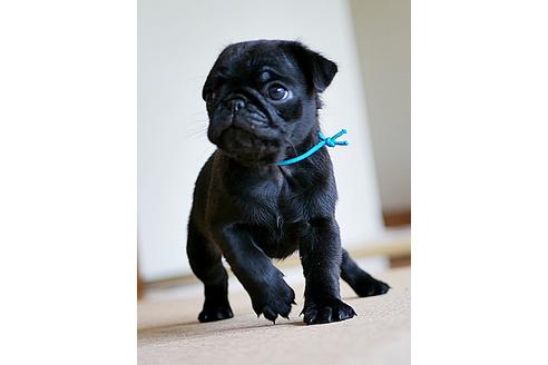 子犬