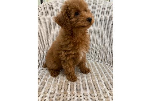 成約済の北海道のトイプードル-133992の13枚目